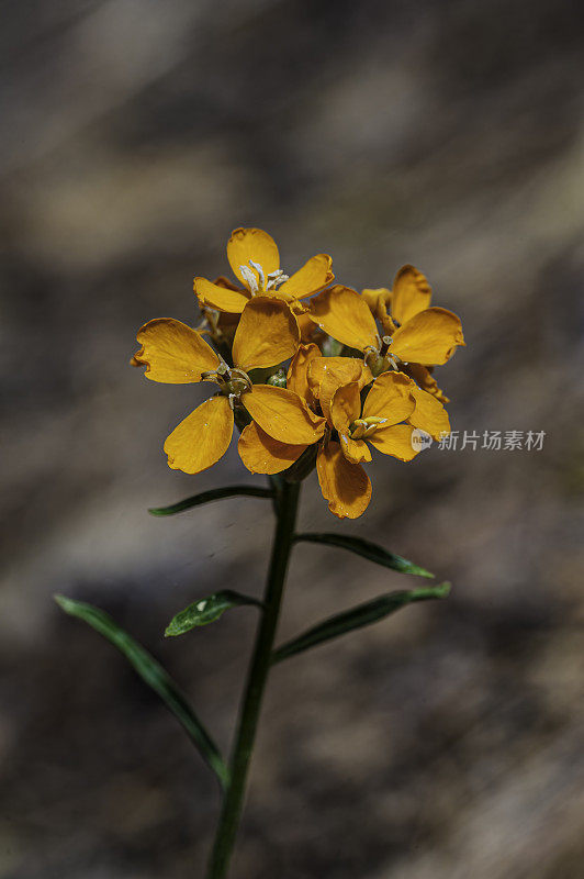 头状Erysimum capitatum是一种墙花，通常被称为沙丘墙花，西部墙花，或草原火箭。头状Erysimum capitatum变种头状。加州约塞米蒂国家公园。